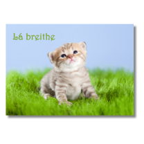 Birthday Cat Beag - Pack Of 6